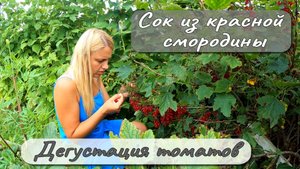 СОК ИЗ КРАСНОЙ СМОРОДИНЫ ДЕГУСТАЦИЯ ТОМАТОВ