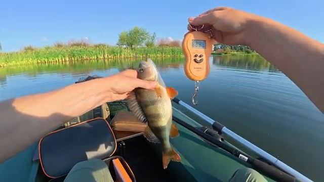 ОКУНЬ КРУПНЕЕ ЩУКИ! Таких ловить ЭТО СЧАСТЬЕ! Рыбалка на спиннинг. смотреть онлайн