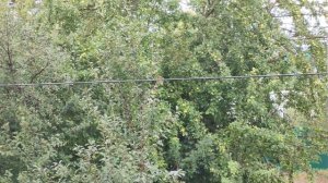 Дождик поливает огород в деревне