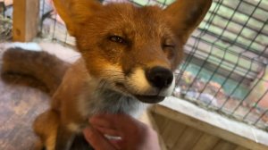 Лиса-Алиса. Лис Игнис просыпается дождливым утром