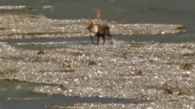 Раненый олень РАЗНЕС целую СТАЮ! Что бывает, когда ВОЛКИ ошибаются с добычей? смотреть онлайн