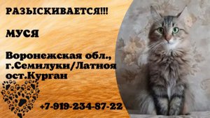 Пропала кошка! МУСЯ. Воронежская обл., г.Семилуки/Латноя.