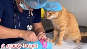 Приколы с котами! С ОЗВУЧКОЙ! САМЫЕ СМЕШНЫЕ ЖИВОТНЫЕ! Смешные коты! ДО СЛЕЗ!