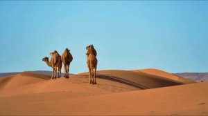 Сахих аль-Бухари, хадисы № 231-240. Фокус темы: ВОЗМЕЗДИЕ