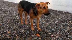 Неожиданные гости: голубь и пес в кадре таймлапса заката в Сочи! 🌅🐦🐕