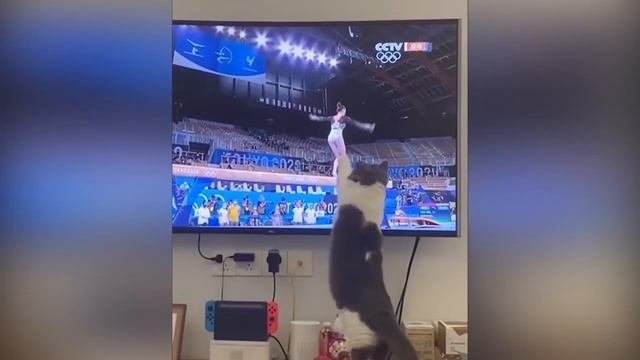 Приколы_с_Животными🔥😂Приколы_2023_Смешное_Видео_Смешные_животные