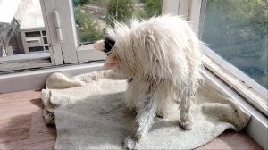 Помыл кота Сёму