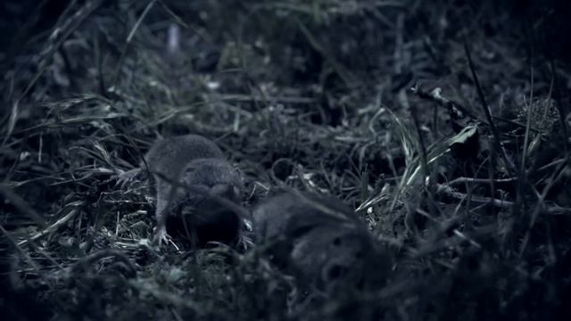 Этот маленький Монстр пожирает даже ЗМЕЙ и Скорпионов! Землеройка в деле! смотреть онлайн