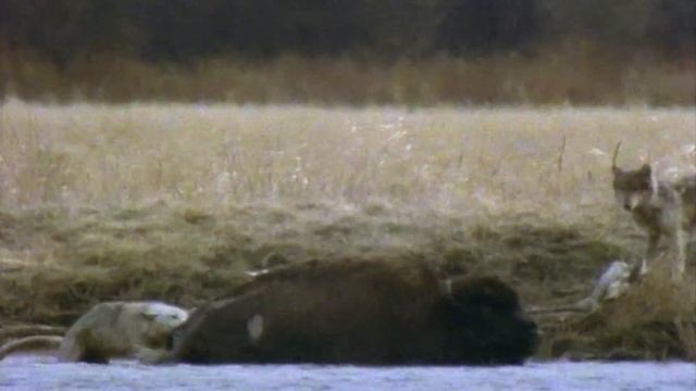 Вот как Волки охотятся ЛЕТОМ! Самые Отчаянные и необычные Тактики! смотреть онлайн