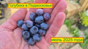 Голубика в Подмосковье обзор на июль 2025 года