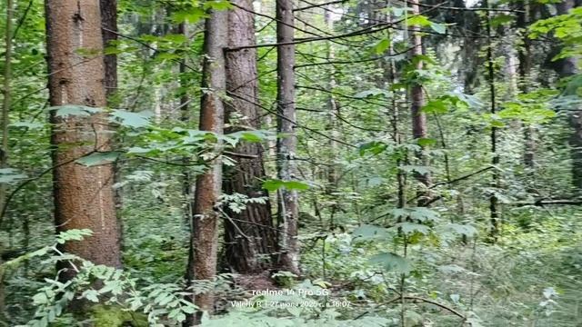 Прогулка #25 🌳🌲🌳🌲 27.07.2025 смотреть онлайн