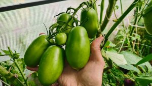 Томаты 2025 приятно удивили урожайностью! Кому не дам второго шанса.