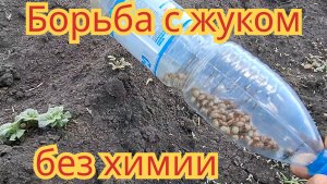 Как избавиться от колорадского жука на своём участке, без химии, стопроцентный рабочий способ.