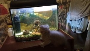 Мася 🐱 смотрит рыбок 🐠 у аквариума