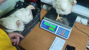 Вес бройлеров Росс308 в 1 месяц