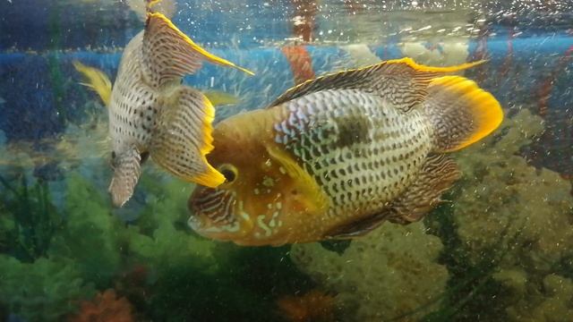 Акара бирюзовая смотреть онлайн