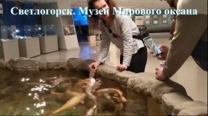 Музей Мирового Океана. Светлогорск