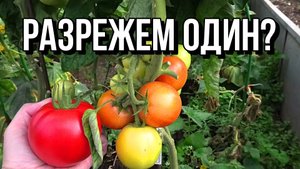 Биф пинк в разрезе и 3 сорта моркови. 3 августа 2025.