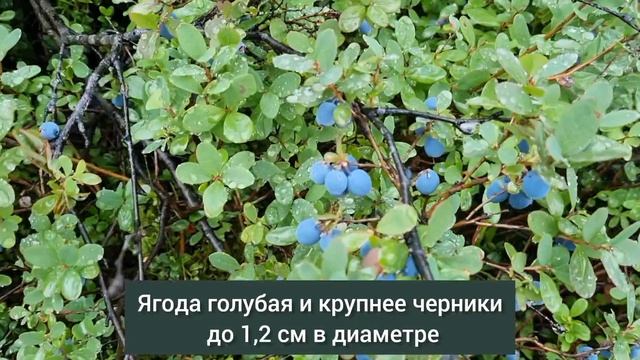 Голубика
