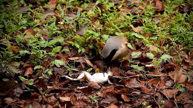 Сорокопут – самый изощренный МЯСНИК, которого Боятся Мыши и Птицы! смотреть онлайн
