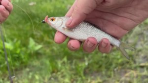 Рыбалка у плотины на реке Сухона: вернулись спустя 2 года #мормышинг #фидер