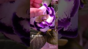 опыление глоксиний От начала до конца !подробное видео ☺