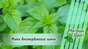 Мята Амстердамский лимон