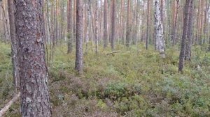 Десант на болото