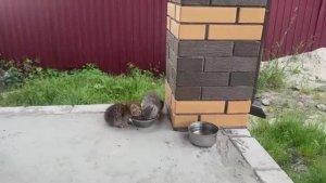 У нас сломался погрузчик! Как такое произошло