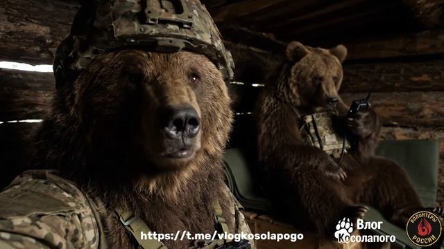 приключения мишки на СВО 7