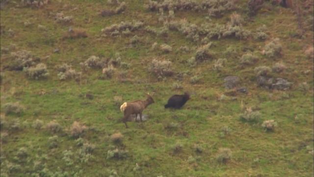 Вот почему Бурый МЕДВЕДЬ  самый ОПАСНЫЙ Хищник! Лесной Гигант выходит на ОХОТУ!