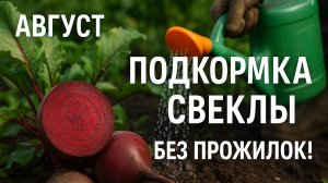 🍠 Решающая ПОДКОРМКА СВЕКЛЫ в августе! Станет СЛАДКОЙ и без ПРОЖИЛОК!