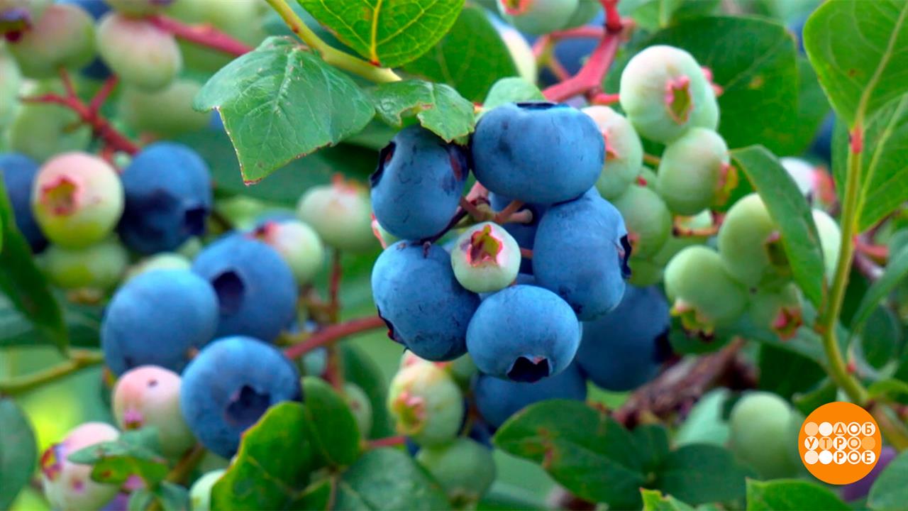 Голубика: синяя - не значит сладкая? Доброе утро. Фрагмент выпуска от 05.08.2025