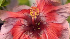 ИЗЛИШКИ растений на 05.08.25г 🌿☘️🌸☘️