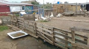 5 августа, ответы на вопросы