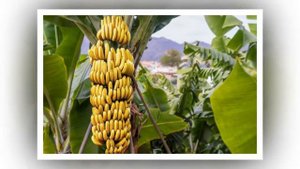 Сказка "Банановый обед"