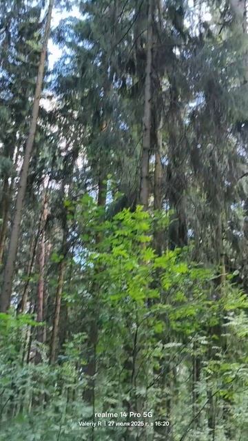 Сосново-еловый лес 🌳🌲 27.07.2025 смотреть онлайн