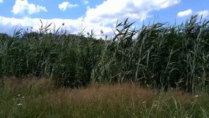 Френсис Гойя. Русский вальс.