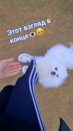 👁🥹😁🐶ШпицБуль Ресничка с мамочкой😃#смешныеживотные #смешныевидео #юмор #шпиц