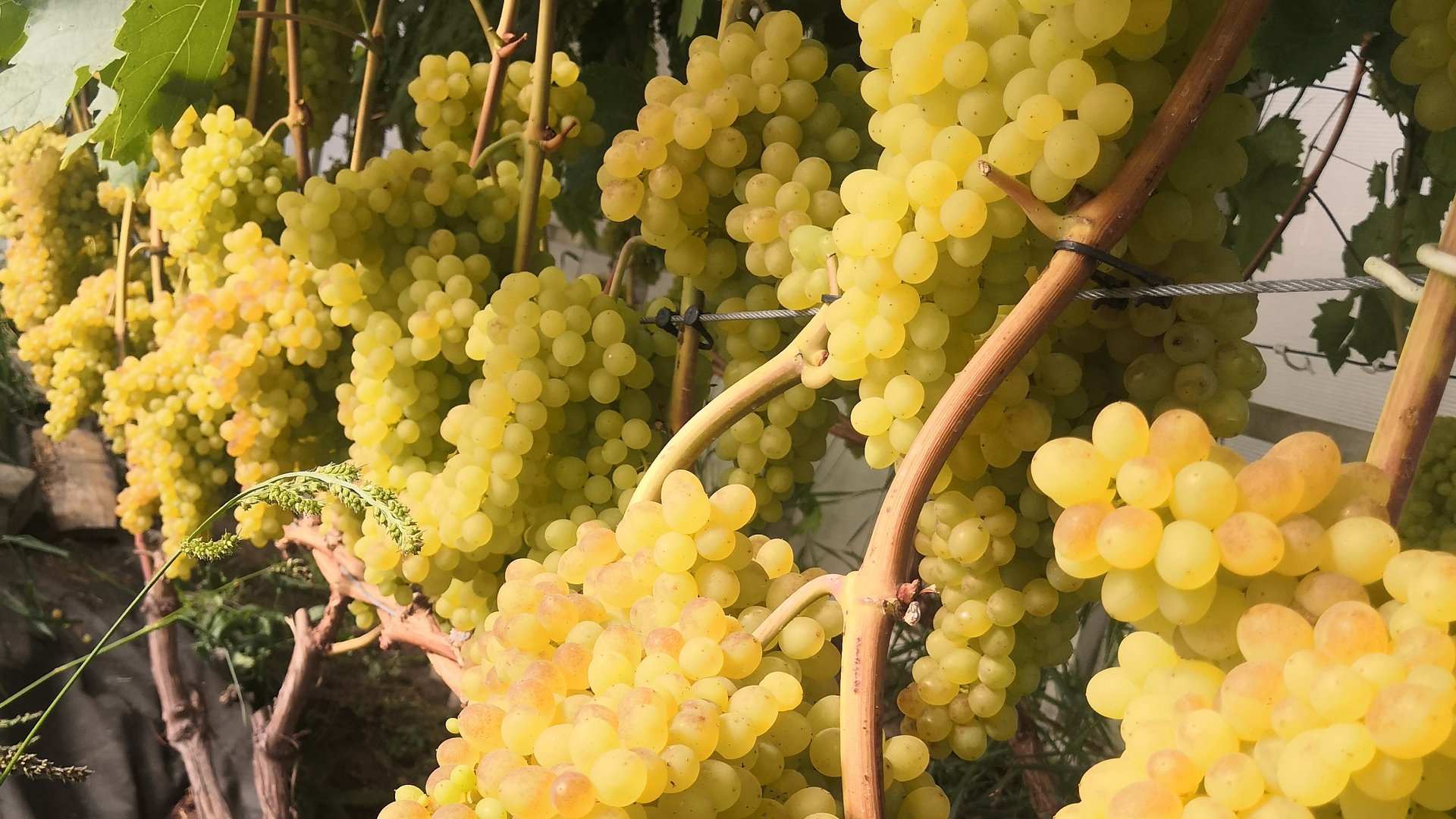 к. м 342 и к. м Лучистый на 21.08. 2021г. Сибирь. г. Томск смотреть онлайн