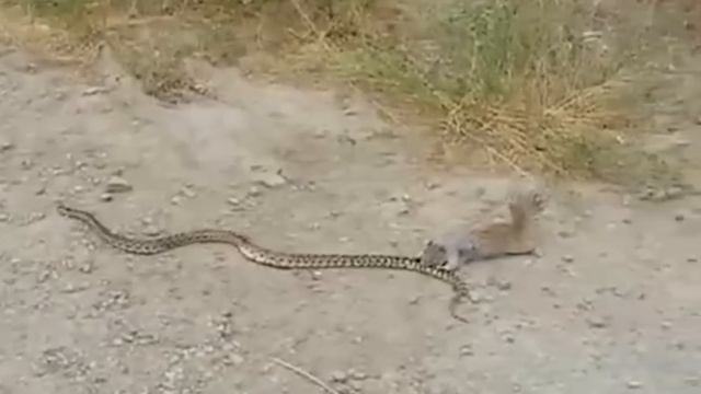 Вот почему Белки нападают на ЗМЕЙ! Самые бесстрашные грызуны! смотреть онлайн