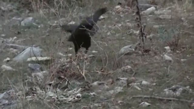 На что способен Ворон! Пернатый МЯСНИК, который охотится даже на Кроликов! смотреть онлайн