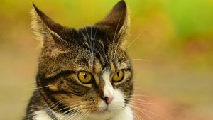 Милые и смешные котики