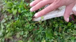 Щука гигант 😱😱😱