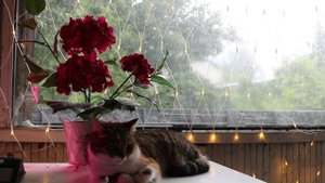 Кошка Анфиса и звуки дождя для сна.