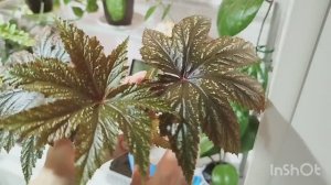 Сажаю цветы и болтаю.🌳🌺🌴🌹🌵