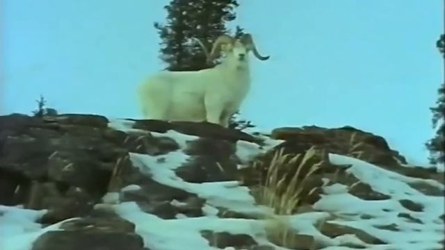 Самые Неприступные БАРАНЫ! Баран Далла – ТИТАН заснеженных скал! смотреть онлайн