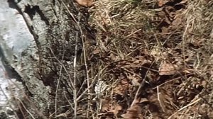 Норка — Свирепый и бесстрашный рыболов, которого боятся даже ЗМЕИ!