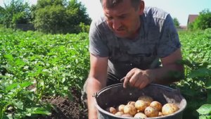 пора картошку  копать