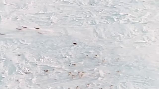 Тундровые Волки – Свирепые кочевники, от которых БЕСПОЛЕЗНО бежать! смотреть онлайн